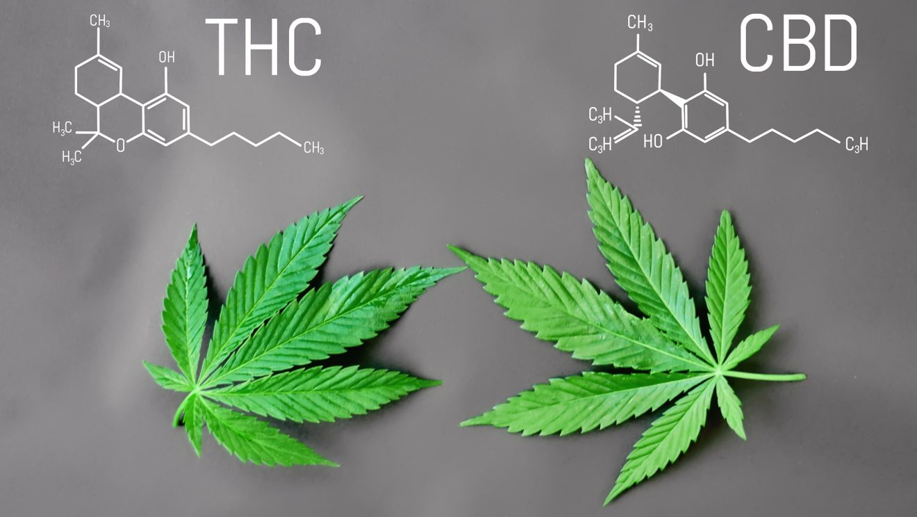 Qué es el CBD, qué es el THC y cuál es la diferencia entre ambos ...