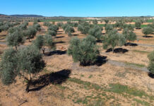 Cooperativas olivareras y entidades agrarias de Ciudad Real y Castilla-La Mancha denuncian el ataque al sector por parte de El HuffPost para promocionar el polémico proyecto de tierras raras de Quantum Minería y exigen rectificación