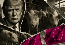 La gran sumisión: Europa abre sus fronteras al cerdo de Trump